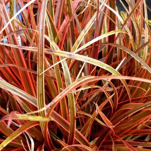 Idéal pour le jardin:Uncinia Rubra - Le pot de 2 litres