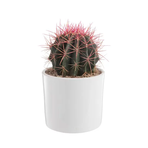 À découvrir au jardin：Cactus mix en pot blanc émaillé, Ø 20cm