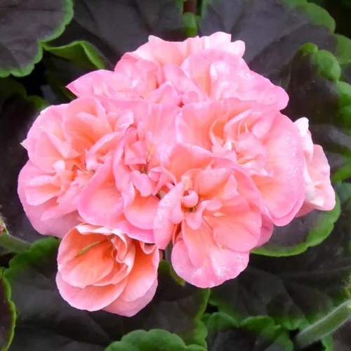 Confort extérieur：Géranium zonal saumon - Le pack de 6 plants