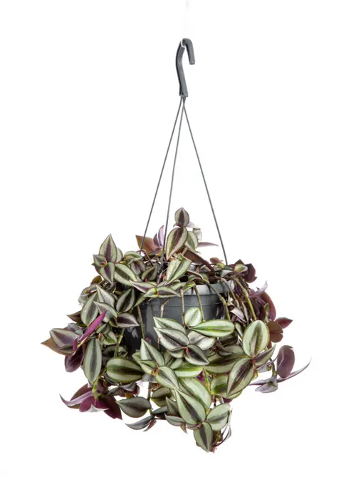 Pour vos espaces:Tradescantia zebrina (Misère) violet. Le pot Ø 18 cm