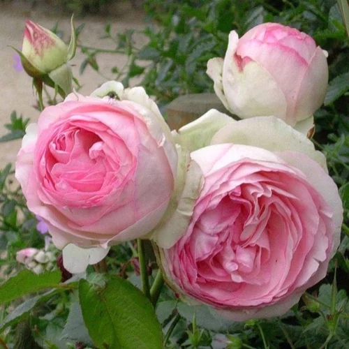 Essentiel extérieur：Rosier grimpant Pierre de Ronsard rose. Le pot de 5 litres