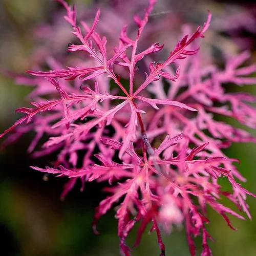 Pour votre espace:Acer Palmatum Dissectum Inabashidare (Erable du Japon) 80/100 ½ tige