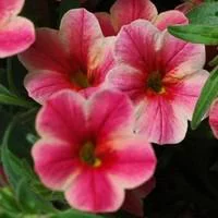 Malin pour le jardin：Calibrachoa - La coupe de 25 cm