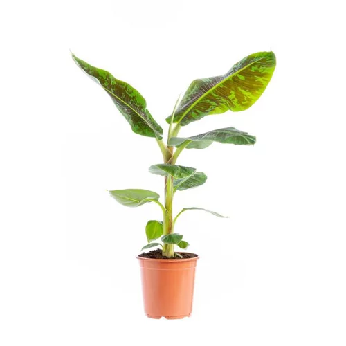 Un plus pour votre jardin：Musa Nana Bananier pot Ø21xH125 cm