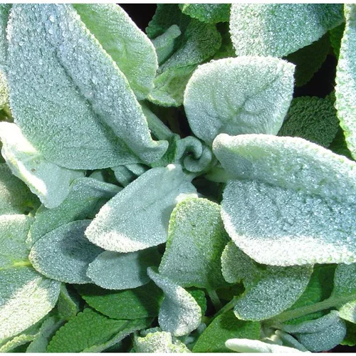 Accessoire jardin：Vivaces A Feuillage Decoratif Mix - Le pot de 1 litre