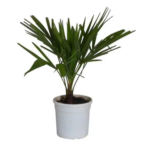 Vie dehors:Trachycarpus