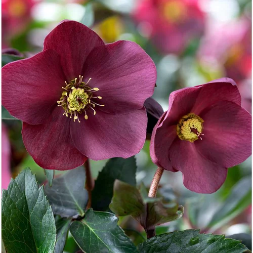 Nature pour le jardin:Hellébore (ou Rose de Noël) HGC ® Ice N'Roses ® Early Red violet - Le pot de 2 litres