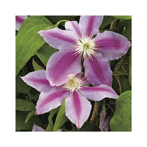 Accessoire jardin：Clématite dr ruppel coloris violet. Le pot de 6 litres