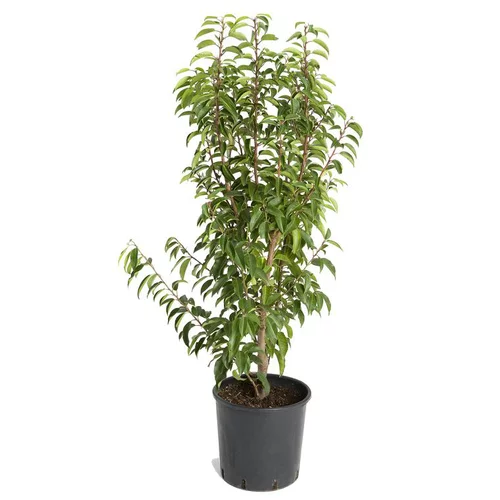 Sélection jardin：Prunus Lusitanica ou Laurier du Portugal en pot de 10 L