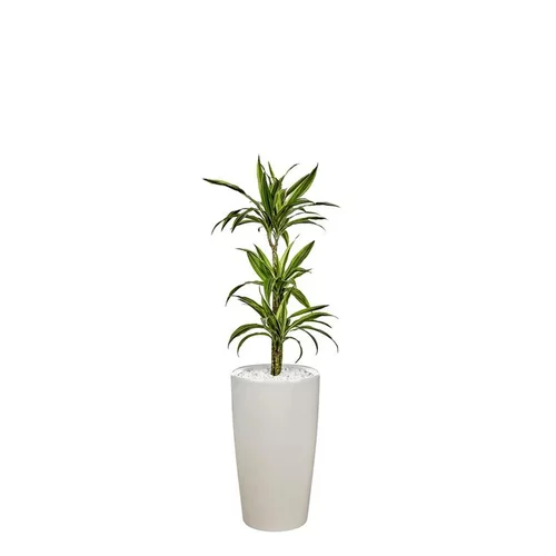 Vie dehors：Dracaena lemon lime 3 tiges et son pot Rondo premium Ø 32 blanc