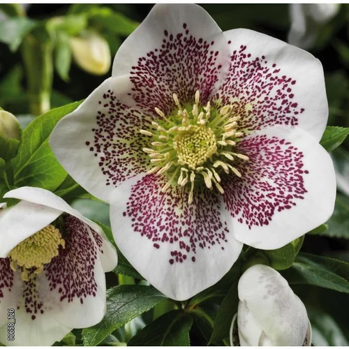 Jardin inspiration:Hellébore (ou Rose de Noël) ponctuée blanc - Le pot de 0,75 litres