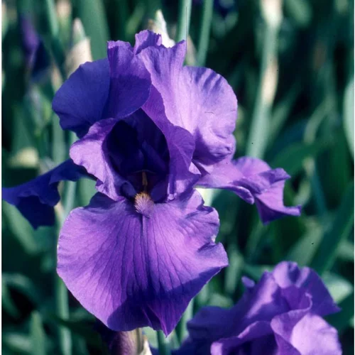 Extérieur nature：Iris des jardins à fleurs multicolores - Le pot de 2 litres