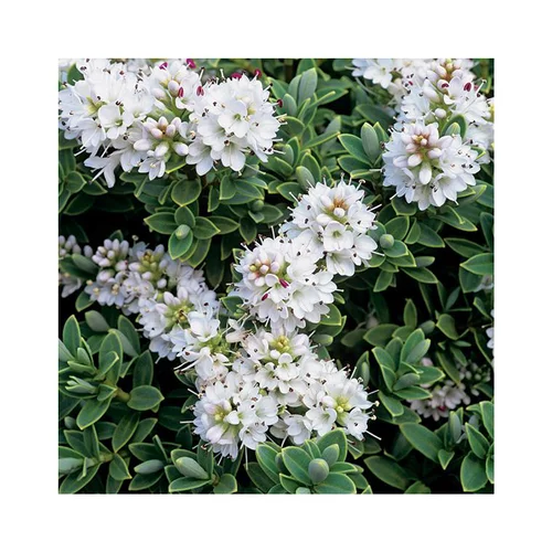 Choix jardin：Hebe sutherlandii en pot de 3 litres