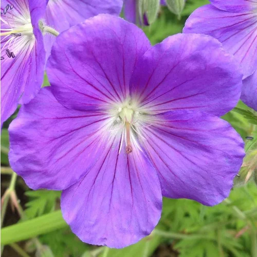 Un plus pour vos extérieurs：Géranium Rozanne à fleurs bleues - Le pot de 2 litres