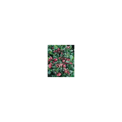 Extérieur tendance：Escallonia Red Dream rouge en pot de 7 L