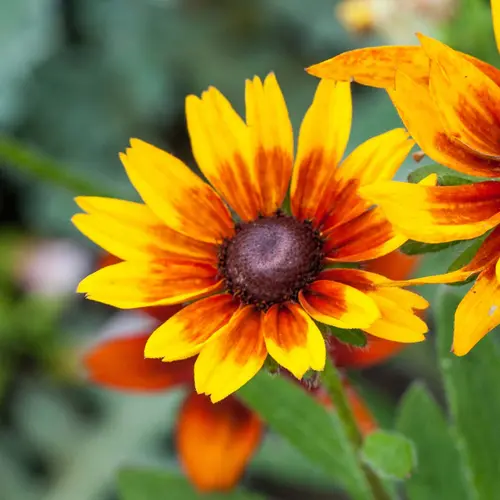 À découvrir pour le jardin：Coreopsis Uptick Gold and Bronze botanic® jaune. Le pot de 9 x 9 cm