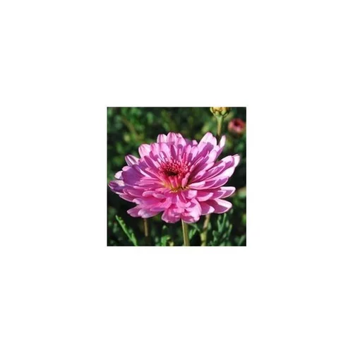 Jardin maison：Anthemis suspension - La suspension de 25 cm