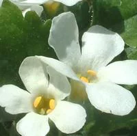 Accessoire pour le jardin：Bacopa - Le pot de 2,5 litres