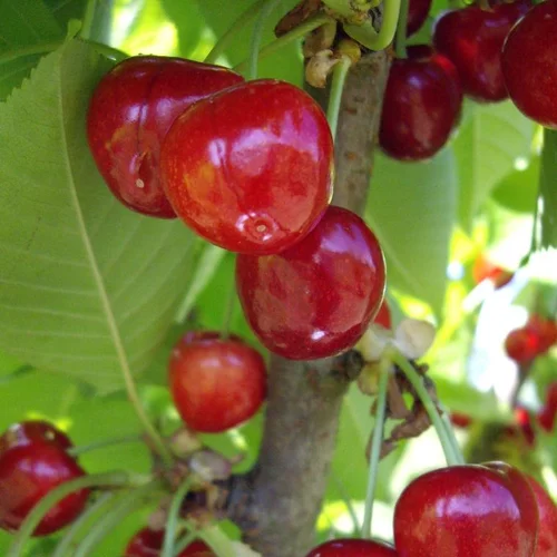 Pour plus de confort à l’extérieur:Cerisier Big. Van. Le pot de 10 litres forme gobelet
