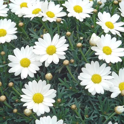 Conçu pour vos extérieurs：Anthémis (Fausse Camomille ou Camomille des teinturiers) à fleurs multicolores - Le pot 0,5 litre