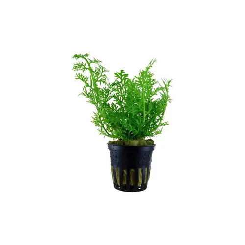Tout pour le jardin:Ceratopteris thalictroides en pot