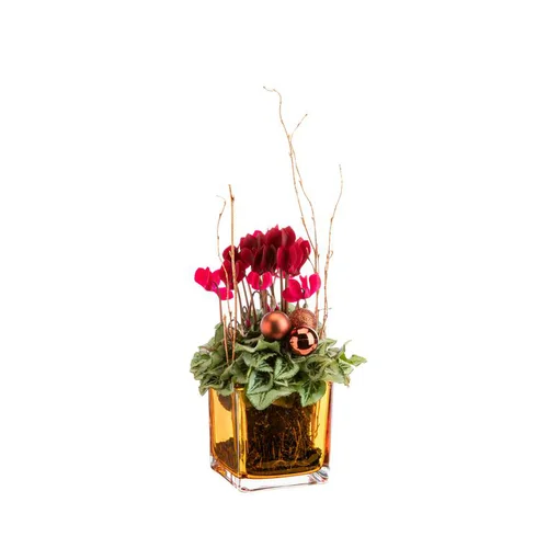 Pratique pour le jardin：Mini cyclamen en pot verre