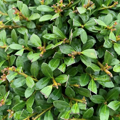 Utile jardin：Houx (Ilex Crenata) Stokes 30/35. Le pot de 6,5 litres