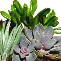 Essentiel nature：Plantes grasses variées - Le pot de 10.5 cm