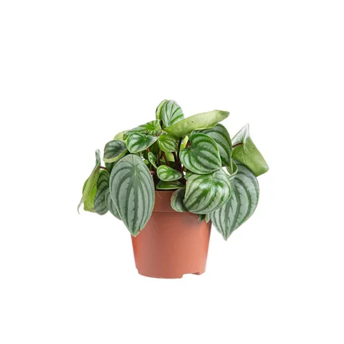 L’essentiel pour le jardin：Peperomia Argyreia Ø 12cm