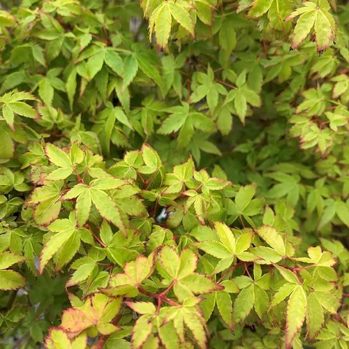 Facile extérieur：Érable du Japon (Acer Palmatum) Crimson Princess. Le pot de 4,5 litres