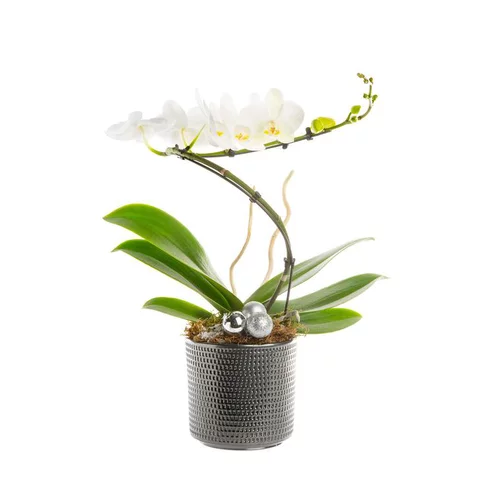 Pour votre jardin：Composition florale blanche. Le pot
