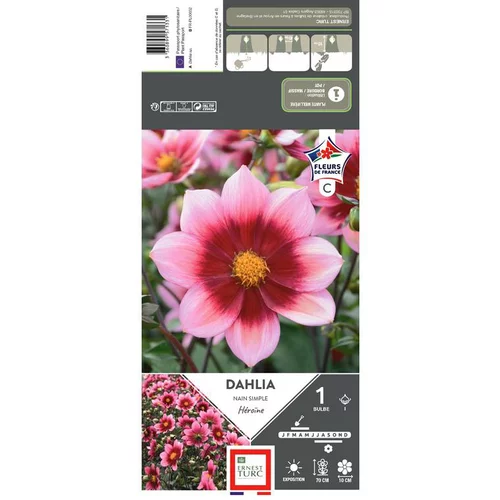 Sélection jardin:Dahlia nain Simple Héroïne rose halo foncé Ernest Turc - 1 bulbe