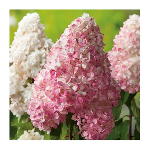 Accessoire au jardin：Hortensia Paniculata Vanille Fraise - pot 3 L
