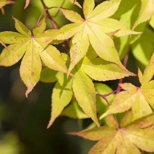 Le choix jardin:Érable du Japon Osakasuki jaune. Le pot de 15 litres