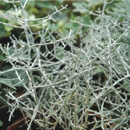 Qualité extérieur：Calocéphale ou Calocéphalus gris argenté - Le pot de 0,5 litre