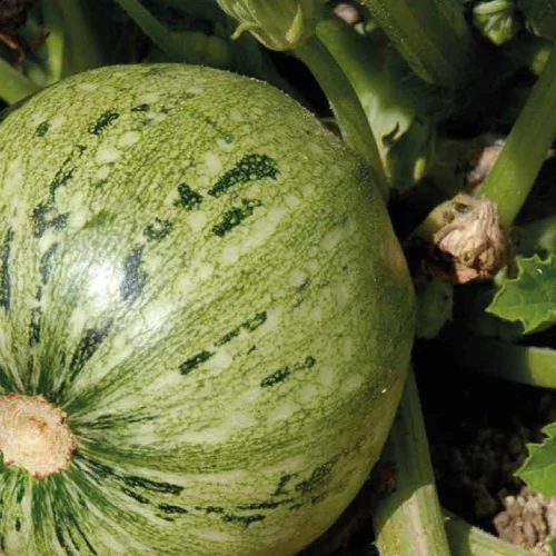 Pour un extérieur bien organisé：Courgette Ronde De Nice Bio. La barquette de 3 plants