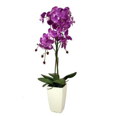 Orchidée fuchsia en pot blanc (Fuchsia)