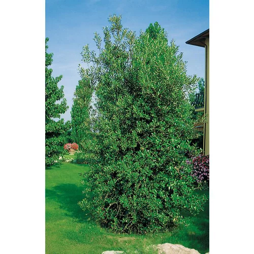 Jardin en douceur：Chêne Vert - pot 10 L