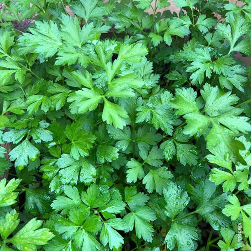 Choix jardin：Persil Commun Dit Plat Bio. Le pot de 1 litre