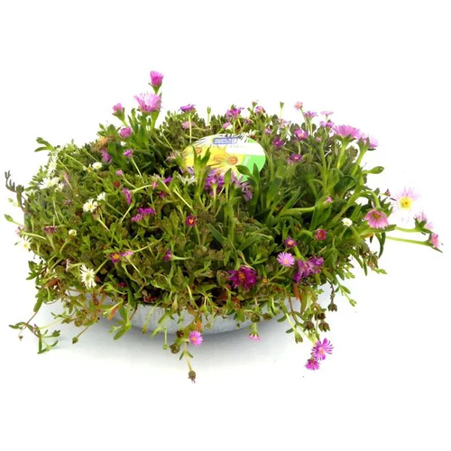 Un choix malin pour le jardin：Delosperma Cooperi - La coupe de 27 cm