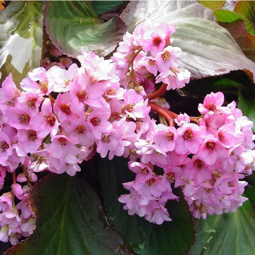 Au service de votre jardin：Bergénie (Bergenia ou Plante du Savetier) à fleurs roses - Le pot de 2 litres