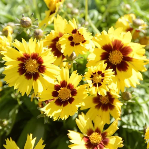Pour votre espace vert：Coréopsis sunkiss jaune en pot de 2 L