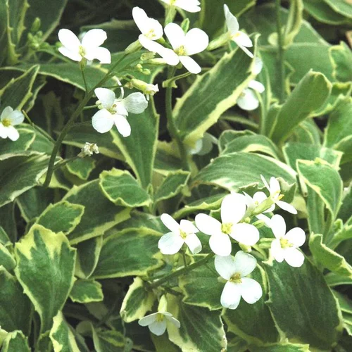 Jardin bien-être：Arabette corbeille d'argent - Le pot de 2 litres