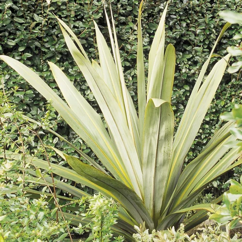 Le bon choix pour l’extérieur：Cordyline indivisa 150/175 cm en pot de 30 L