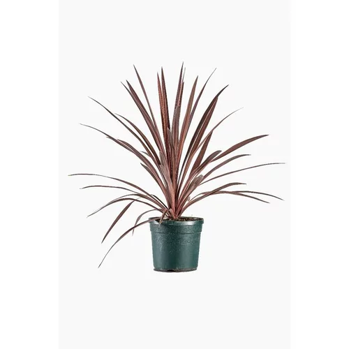 Le bon choix pour le jardin:Cordyline Australis 'Red Star' en pot de 7 L rouge