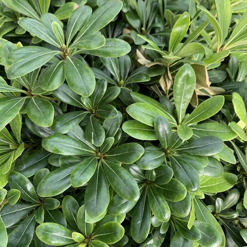 Jardin à adopter：Pittosporum Tobira nain vert. Le pot de 25 litres