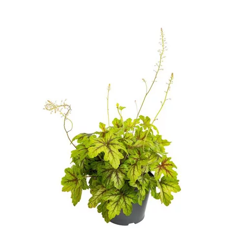 Pour votre jardin：Heuchère coloris variés. Le pot de 1 litre