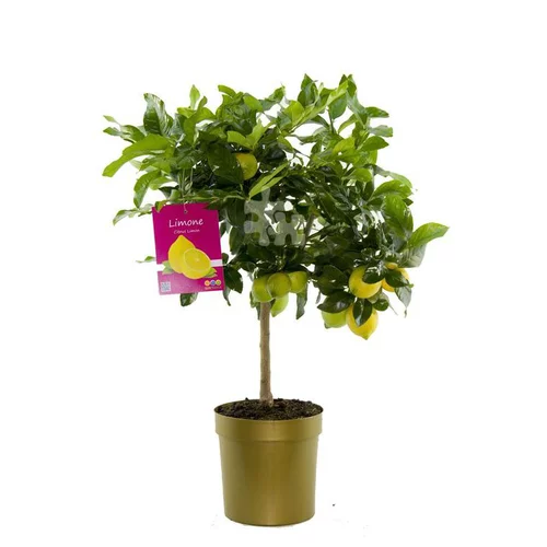 Style extérieur：Citronnier. Le pot de 5 litres