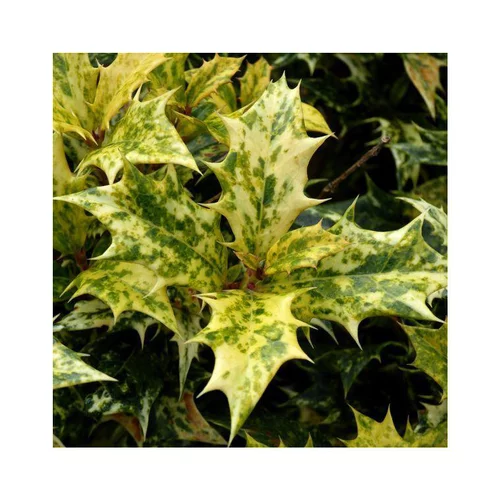 Votre jardin：Osmanthe à feuilles de houx vert. Le pot de 70 litres, forme multitroncs