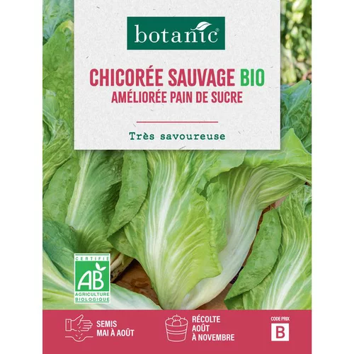 Une solution pour l’extérieur：Graines de chicorée sauvage améliorée pain de sucre bio botanic® - graines à semer